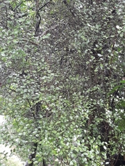 Streblus heterophyllus