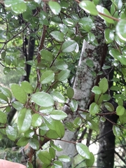 Streblus heterophyllus