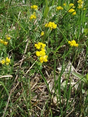 Coronilla vaginalis
