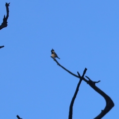 Periparus ater ptilosus