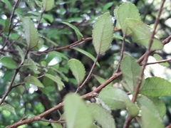 Streblus heterophyllus