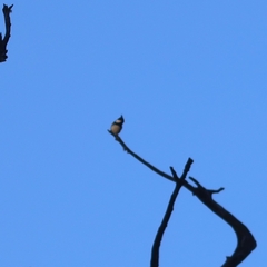 Periparus ater ptilosus