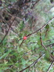 Streblus heterophyllus