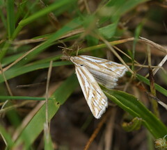 Hednota pleniferellus
