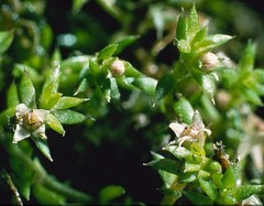 Crassula ruamahanga