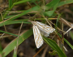 Hednota pleniferellus