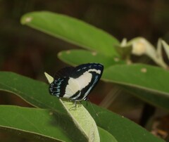 Psychonotis caelius