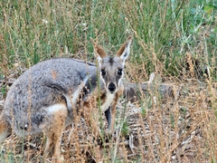 Petrogale xanthopus