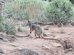 Petrogale xanthopus