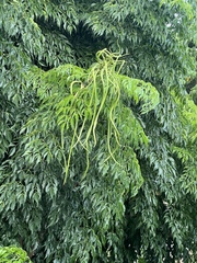 Radermachera sinica