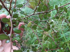 Streblus heterophyllus