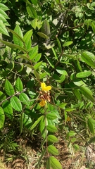 Senna occidentalis