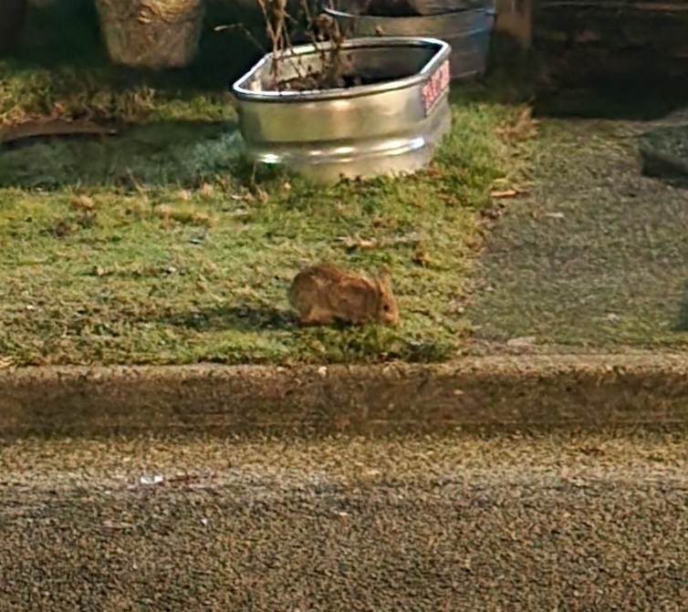 Eastern Cottontail from Greenwood, Seattle, WA, USA on January 10, 2023