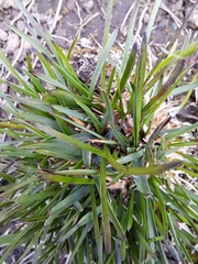 Poa binata image