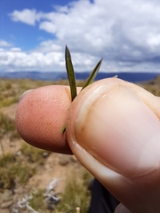 Poa binata image