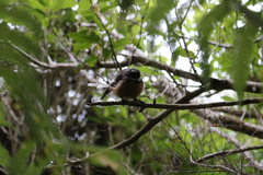 Rhipidura fuliginosa fuliginosa