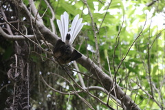 Rhipidura fuliginosa fuliginosa