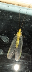 Italochrysa insignis