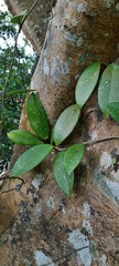 Hoya carnosa