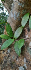 Hoya carnosa