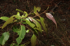 Corymbia citriodora