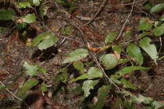 Corymbia citriodora