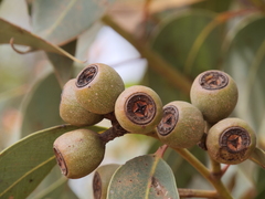 Eucalyptus staeri