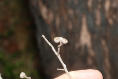 Eucalyptus acmenoides