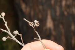 Eucalyptus acmenoides