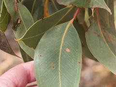 Eucalyptus staeri