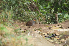 Arborophila rufogularis