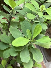 Euphorbia milii