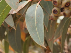 Eucalyptus staeri