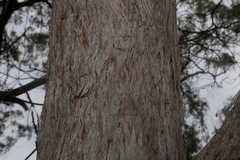 Eucalyptus acmenoides