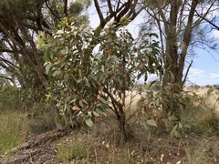 Eucalyptus staeri