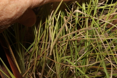 Panicum effusum