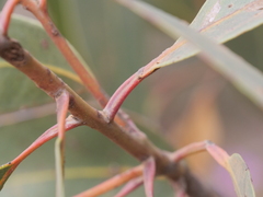 Eucalyptus staeri