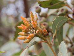 Eucalyptus staeri