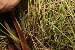 Panicum effusum