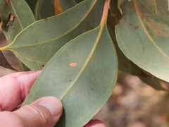Eucalyptus staeri