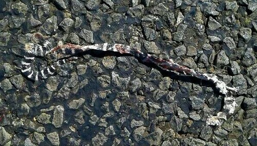 Eastern Bandy Bandy sighting