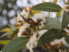 Eucalyptus staeri