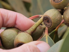 Eucalyptus staeri