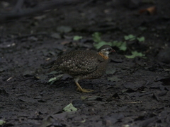 Tropicoperdix chloropus