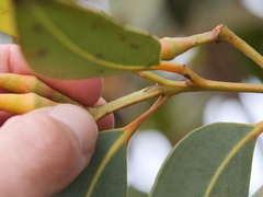 Eucalyptus staeri