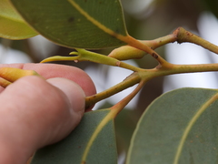 Eucalyptus staeri