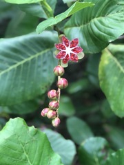 Dillenia suffruticosa