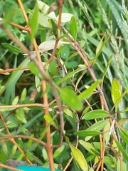 Coprosma ×cunninghamii