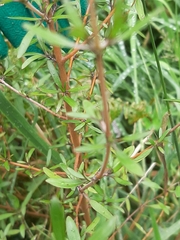 Coprosma ×cunninghamii