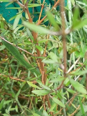 Coprosma ×cunninghamii